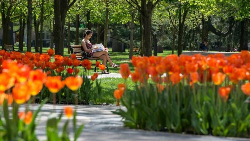 Student reading on bench behind orange tulips