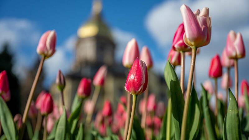 Pink Tulips in front of Main Building