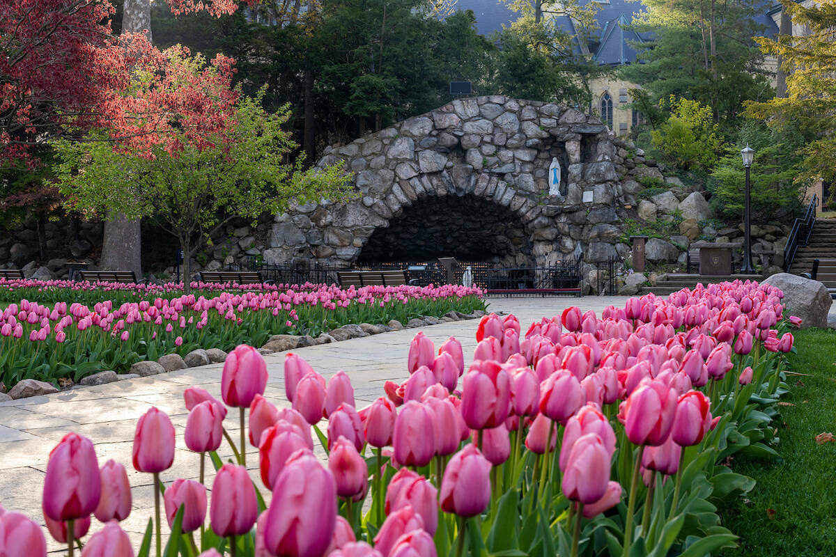 Pink Tulips at the Grotto