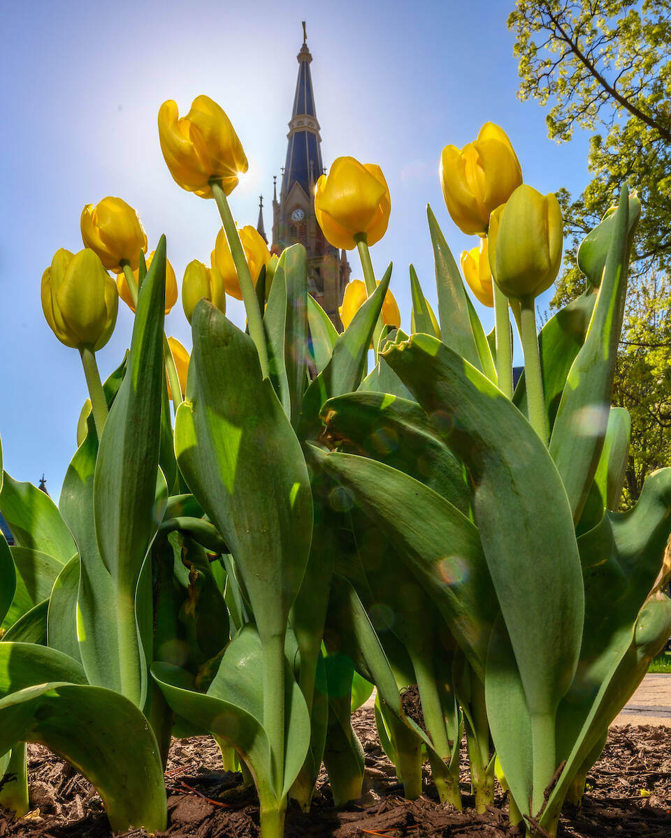 Yellow tulips in front of the Basilica